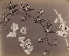 Study of Orchids, c. 1870s. Creator: Unidentified Photographer