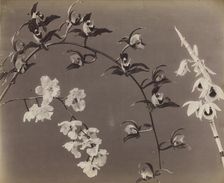 Study of Orchids, c. 1870s. Creator: Unidentified Photographer