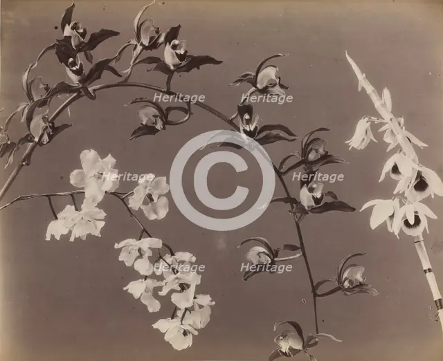 Study of Orchids, c. 1870s. Creator: Unidentified Photographer.