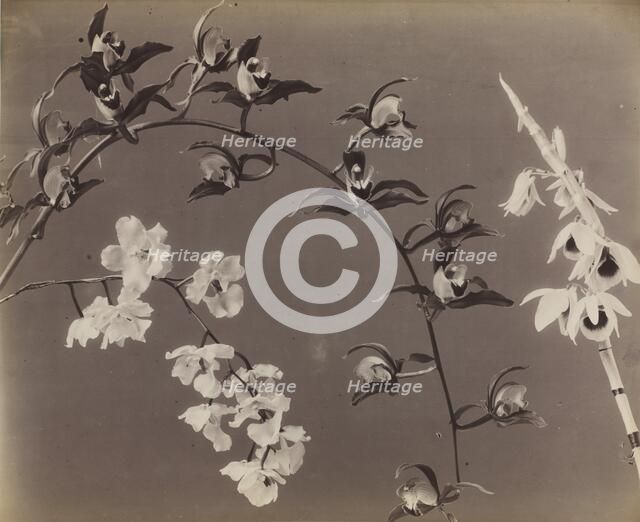 Study of Orchids, c. 1870s. Creator: Unidentified Photographer.