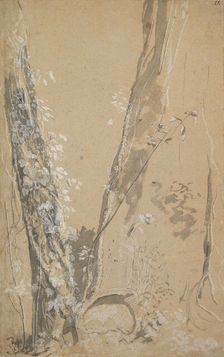 Study of Overgrown Trees; verso: Study of a Cypress and Two Overgrown Trees, . Creator: Joseph Werner