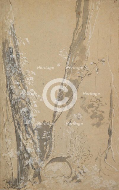 Study of Overgrown Trees; verso: Study of a Cypress and Two Overgrown Trees, . Creator: Joseph Werner.