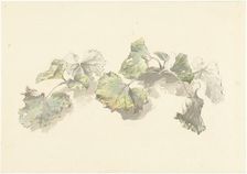 Study of leaves, 1787-1847. Creator: Josephus Augustus Knip