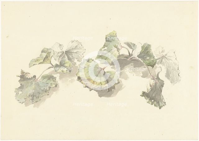 Study of leaves, 1787-1847. Creator: Josephus Augustus Knip.