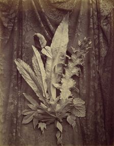 [Study of Leaves on a Background of Floral Lace], 1864. Creator: Charles Aubry