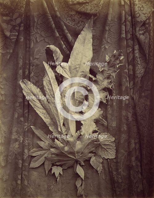 [Study of Leaves on a Background of Floral Lace], 1864. Creator: Charles Aubry.