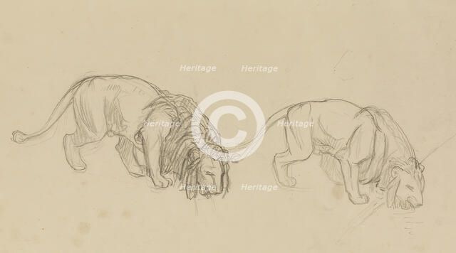 Study of Lions, c1900. Creator: Jean-Leon Gerome.