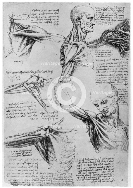 Study of shoulder joints, 1510-1511 (1954). Artist: Leonardo da Vinci