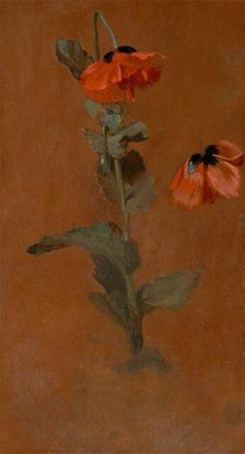 Study of Poppies, 1832. Creator: James Inskipp