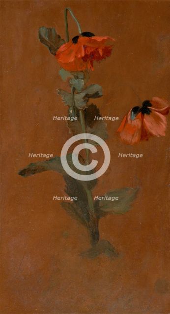 Study of Poppies, 1832. Creator: James Inskipp.