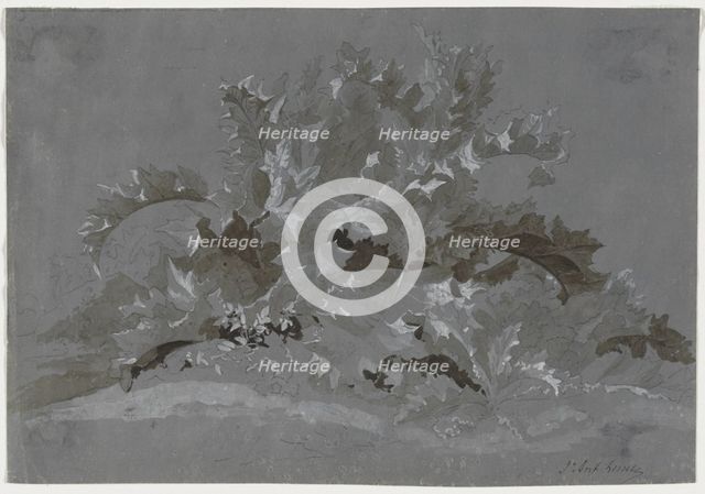 Study of Weeds, 1800-1850. Creator: Jean Antoine Linck (Swiss, 1766-1843).