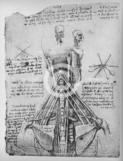 'Study of the Back View of a Skeleton, Showing the Tendons of the Neck', c1480 (1945). Artist: Leonardo da Vinci.