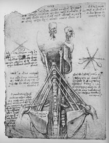 Study of the Back View of a Skeleton, Showing the Tendons of the Neck c1480 (1945). Artist: Leonardo da Vinci