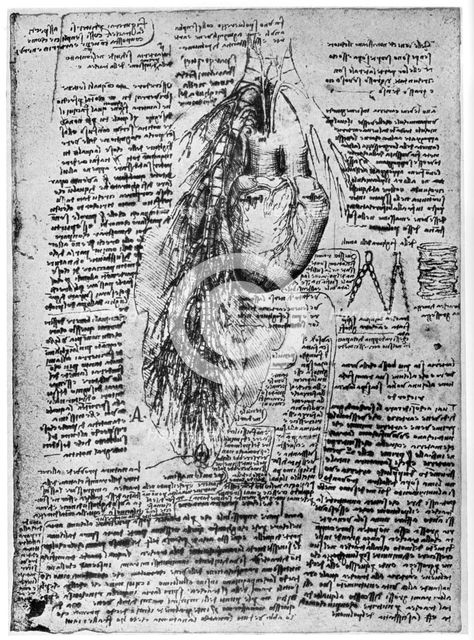 Study of the heart and the bronchial arteries, late 15th or early 16th century (1954). Artist: Leonardo da Vinci