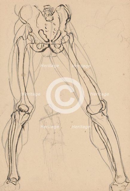 Study of the skeleton and muscles of the legs, 1880-1904. Creator: Janos Fadrusz.