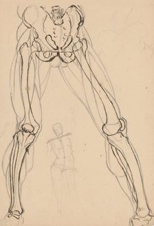 Study of the skeleton and muscles of the legs, 1880-1904. Creator: Janos Fadrusz