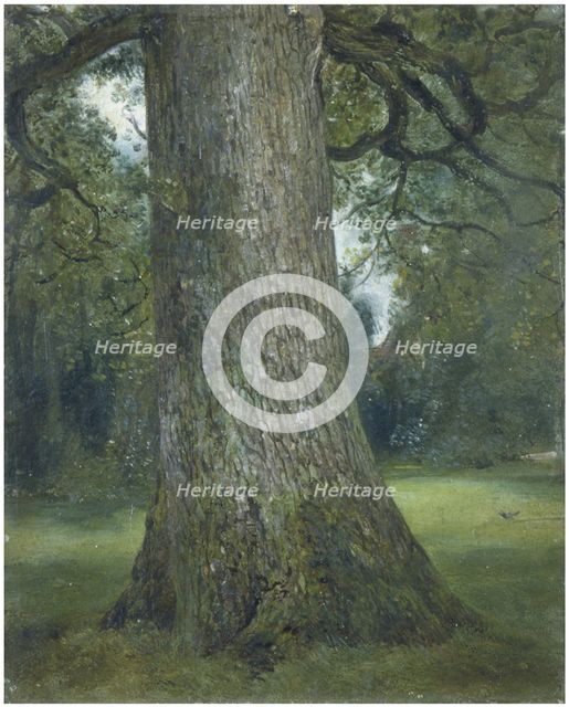 Study of the Trunk of an Elm Tree, c. 1824. Artist: Constable, John (1776-1837)