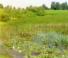 Study of the Ustye River near Borisoglebsk, 1911. Creator: Sergey Mikhaylovich Prokudin-Gorsky