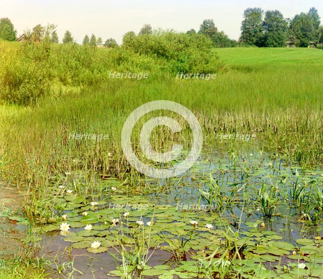 Study of the Ustye River near Borisoglebsk, 1911. Creator: Sergey Mikhaylovich Prokudin-Gorsky.