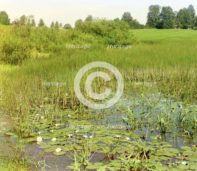 Study of the Ustye River near Borisoglebsk, 1911. Creator: Sergey Mikhaylovich Prokudin-Gorsky.