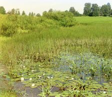 Study of the Ustye River near Borisoglebsk, 1911. Creator: Sergey Mikhaylovich Prokudin-Gorsky