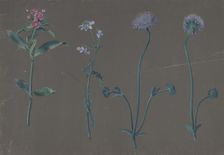 Study of Three Flowers, 1781. Creator: Johann Christian August Birnbaum