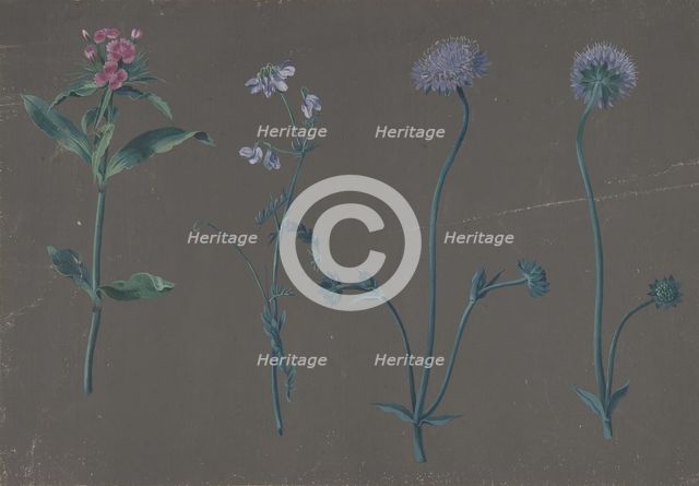 Study of Three Flowers, 1781. Creator: Johann Christian August Birnbaum.
