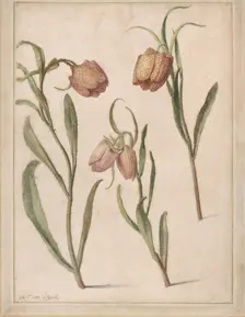 Study of Three Fritillaries, 1683. Creator: Herman Saftleven the Younger