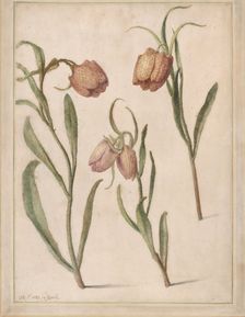 Study of Three Fritillaries, 1683. Creator: Herman Saftleven the Younger