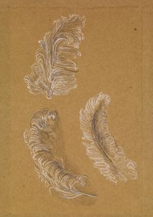 Study of Three Ostrich Feathers, 1865-67. Creator: Sir Edward Coley Burne-Jones