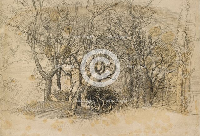 Study of Trees, Clovelly Park, 1834. Artist: Samuel Palmer.