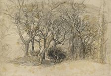 Study of Trees, Clovelly Park, 1834. Artist: Samuel Palmer
