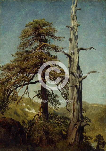 Study of Trees. Artist: Cappelen, August (1827-1852)