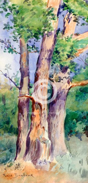 'Study of Trees', c1842-1899. Artist: Rosa Bonheur