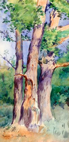 Study of Trees c1842-1899. Artist: Rosa Bonheur
