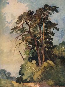 Study of Trees c1880. Artist: Alfred William Rich