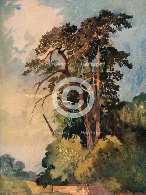 'Study of Trees', c1880. Artist: Alfred William Rich.