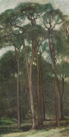 Study of Trees c1900 (1903-1904). Artist: Charles Holroyd