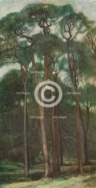 'Study of Trees', c1900 (1903-1904). Artist: Charles Holroyd.