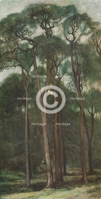 'Study of Trees', c1900 (1903-1904). Artist: Charles Holroyd.