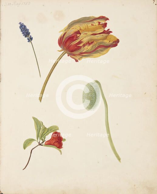 Study of tulip and other flowers, 1750. Creator: Fosie, Johanna Marie (1726-1764).