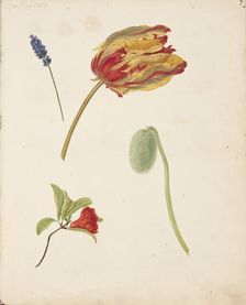 Study of tulip and other flowers, 1750. Creator: Fosie, Johanna Marie (1726-1764)