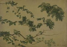 Study of Twigs and Leaves, 1812-1818. Creator: Johan Christian Dahl