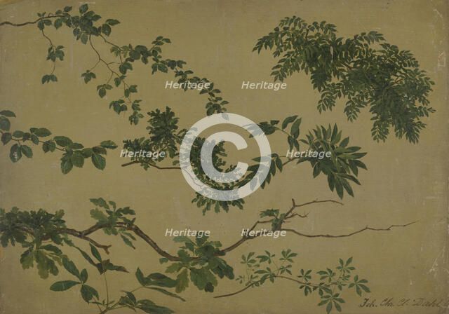 Study of Twigs and Leaves, 1812-1818. Creator: Johan Christian Dahl.