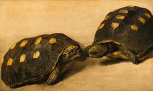 Study of Two Brazilian Tortoises. Creator: Albert Eckhout