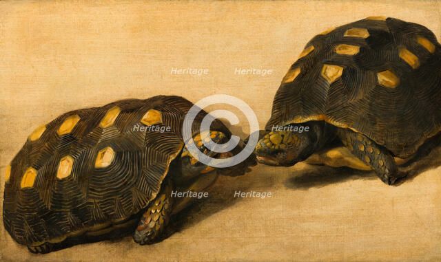 Study of Two Brazilian Tortoises. Creator: Albert Eckhout.