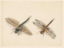 Study of two dragonflies, 1824-1900. Creator: Albertus Steenbergen