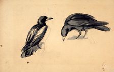 Study of two rooks for Christmas Eve 1887 c1887-88. Creator: John Everett Millais