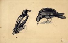 Study of two rooks for Christmas Eve 1887 c1887-88. Creator: John Everett Millais