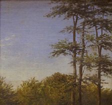 Study of Undergrowth and Tall Trees, Funen, 1846. Creator: Dankvart Dreyer